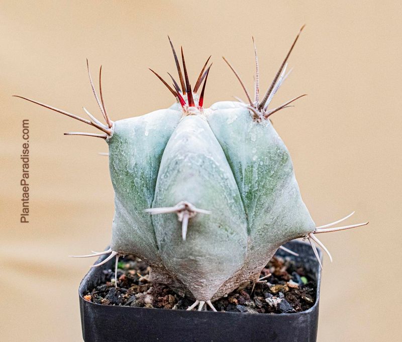 Buy Echinocactus ingens – Giant Barrel Cactus for Dramatic Desert