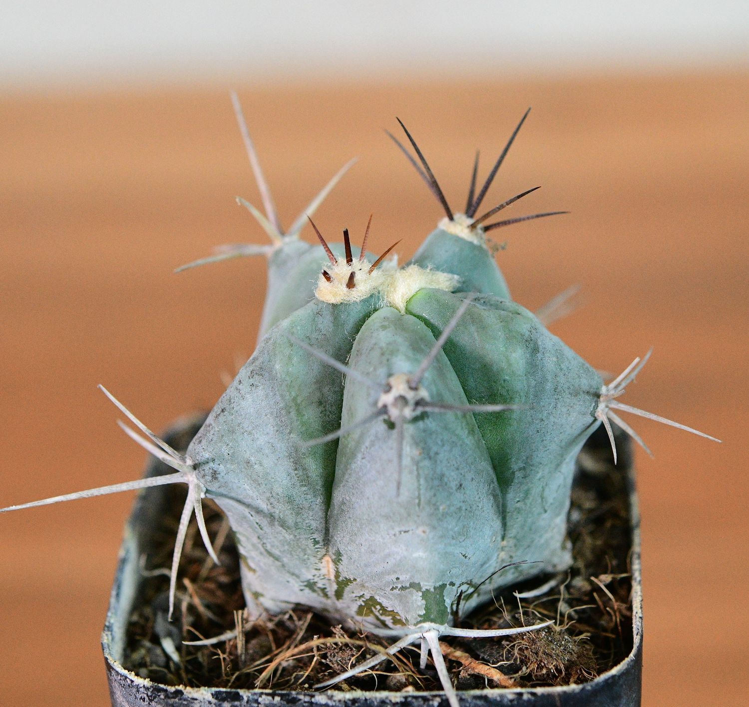 Echinocactus ingens front view