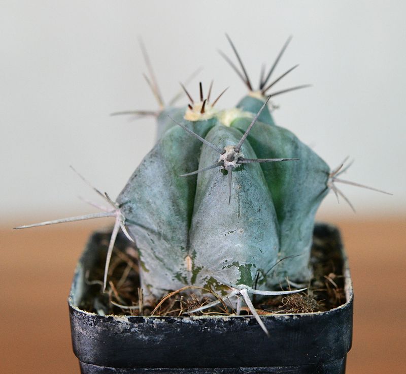 Echinocactus ingens