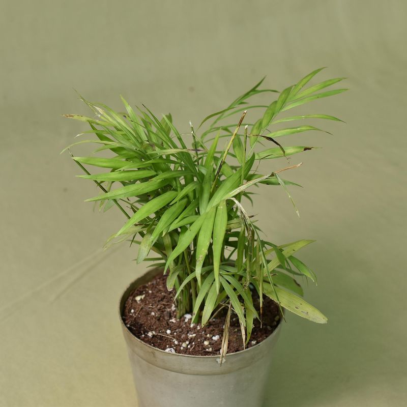 Chamaedorea elegans