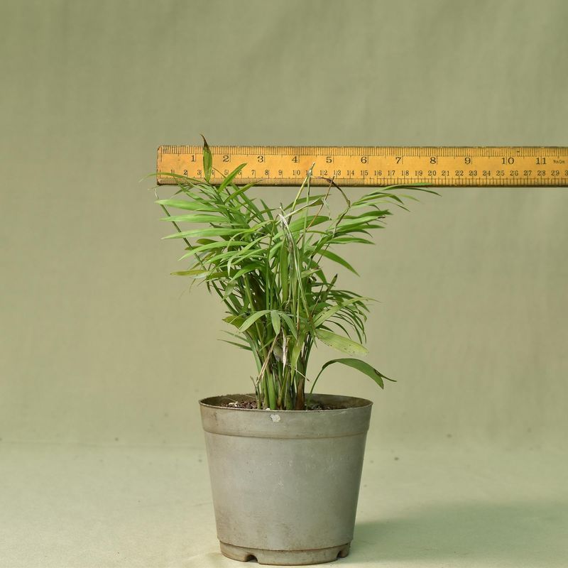 Chamaedorea elegans