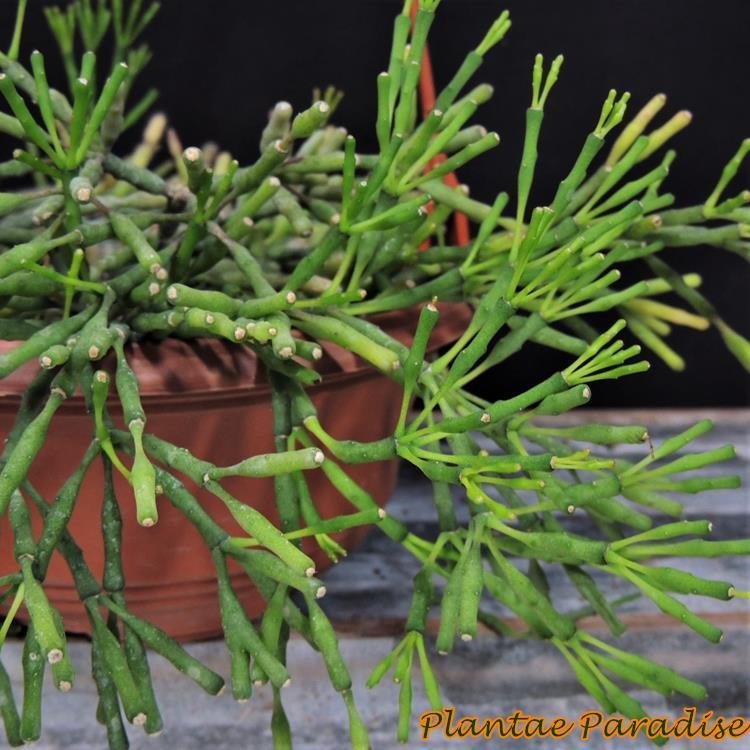 Hatiora salicornioides