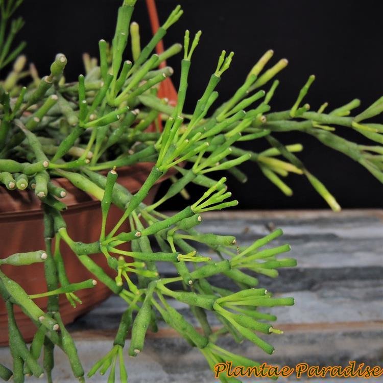 Hatiora salicornioides