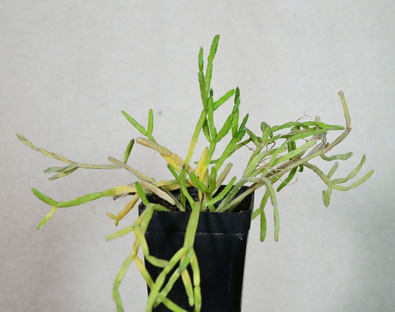 Rhipsalis ewaldiana potted plant close-up view