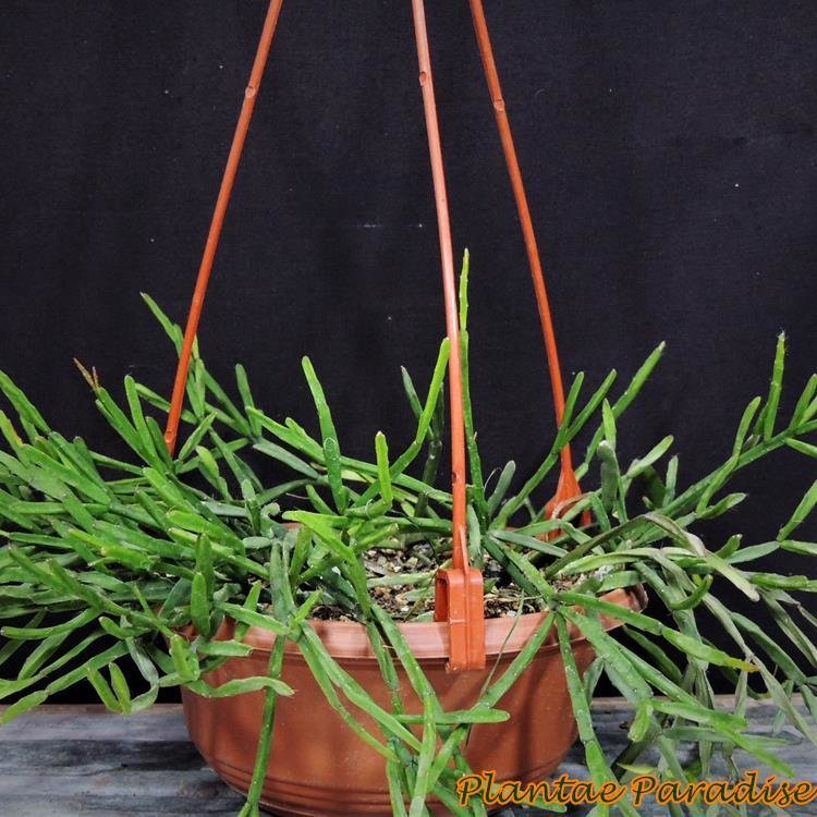Rhipsalis ewaldiana in hanging basket with red handles