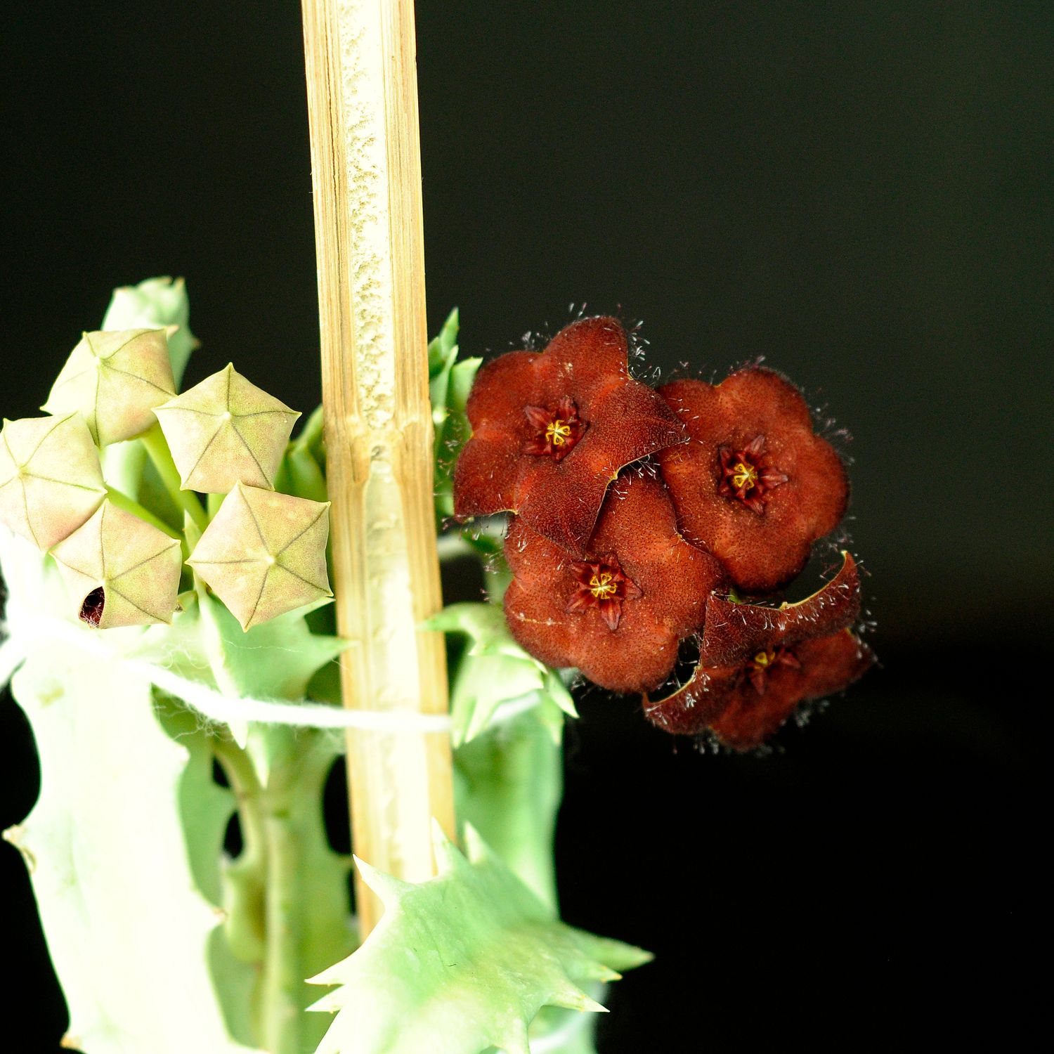 Orbea melanantha in bloom with red flowers and buds