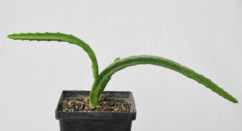 Stapelia leendertziae