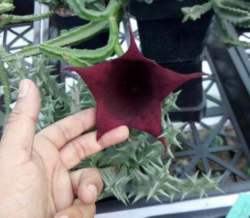 Stapelia leendertziae