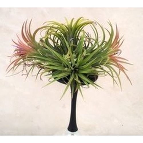 Tillandsia Ionantha ( Air Plant ) Clump