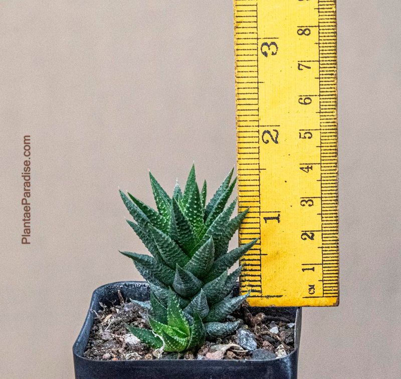 Haworthia attenuata var. radula