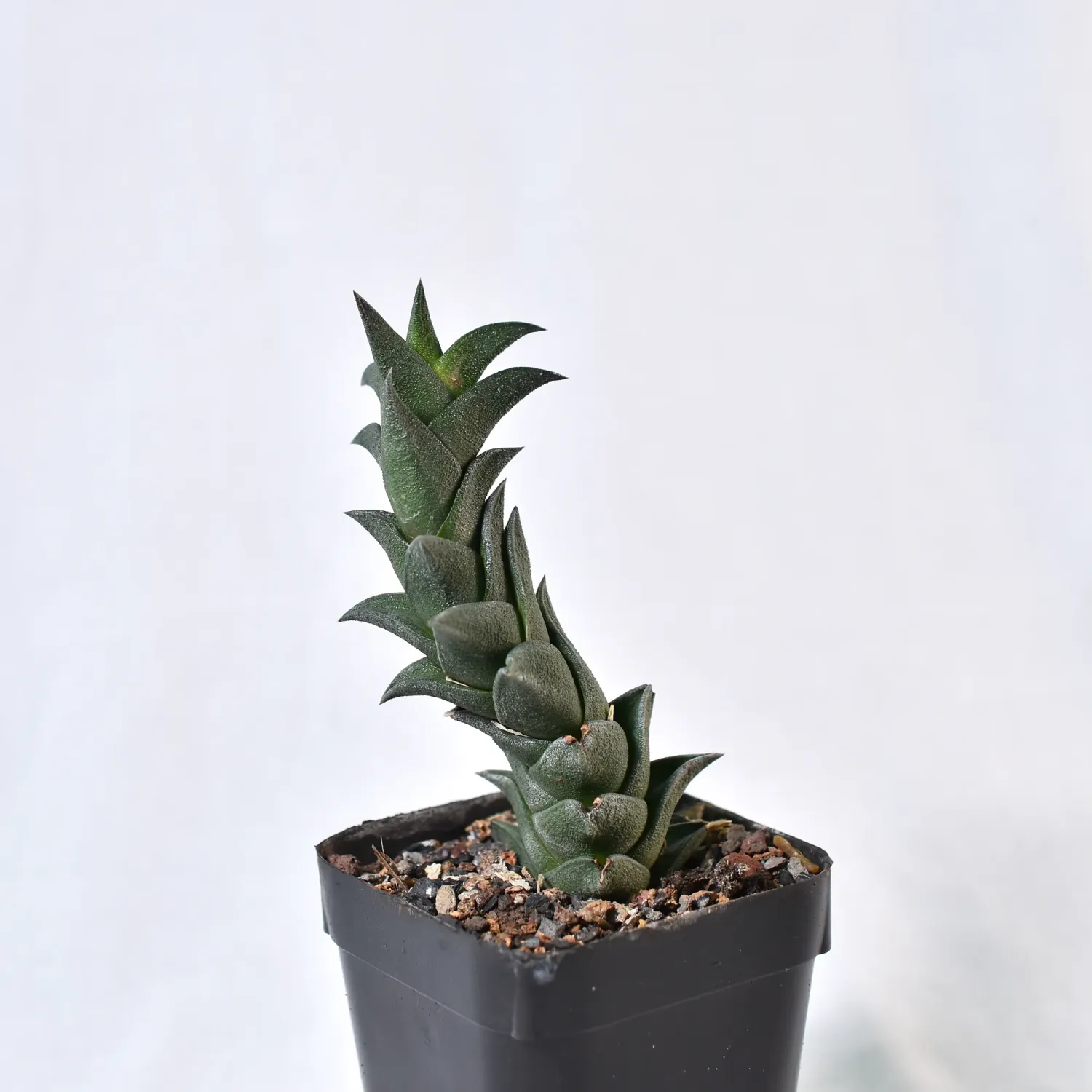 Haworthia viscosa syn Haworthiopsis viscosa