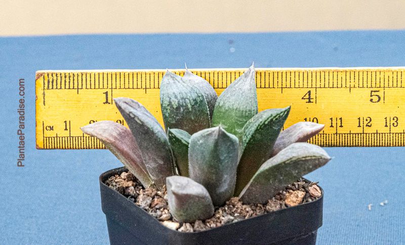 Haworthia cv Chocolate (glabrous)