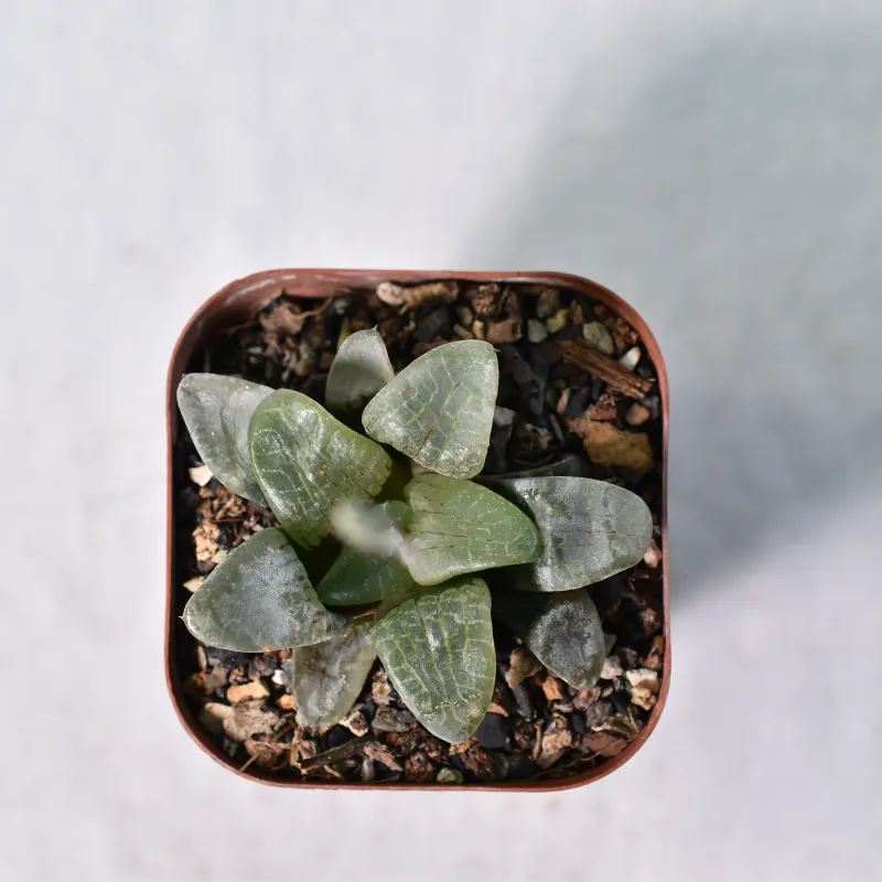 Haworthia comptoniana Crystal
