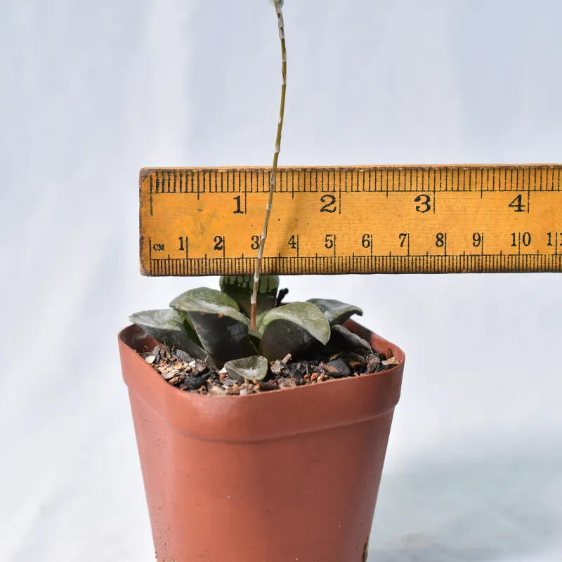 Haworthia comptoniana Crystal