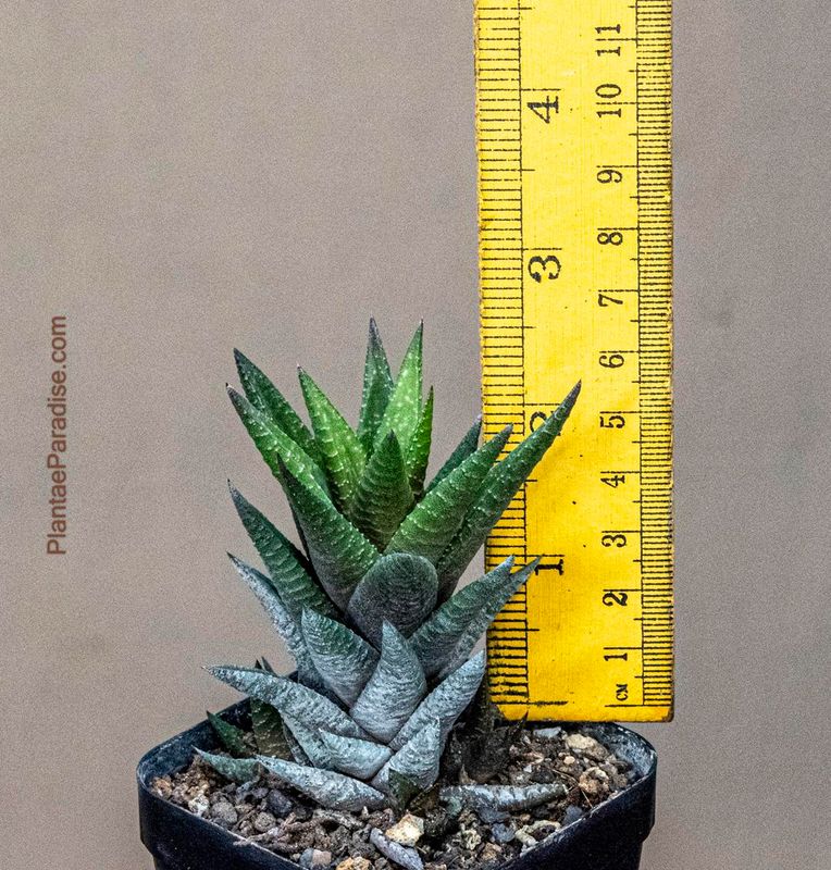 Haworthia coarctata var. adelaidensis (riebeeckensis) with ruler for size reference