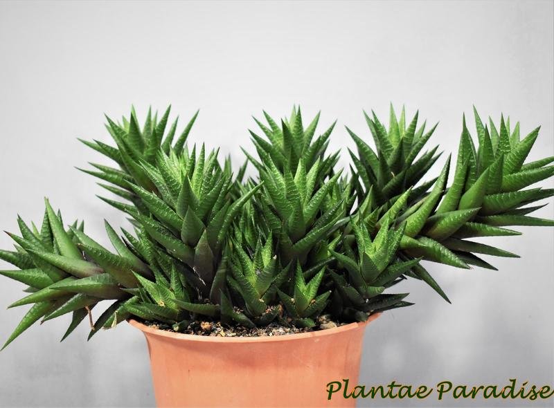 Haworthia coarctata var. adelaidensis (riebeeckensis) front view