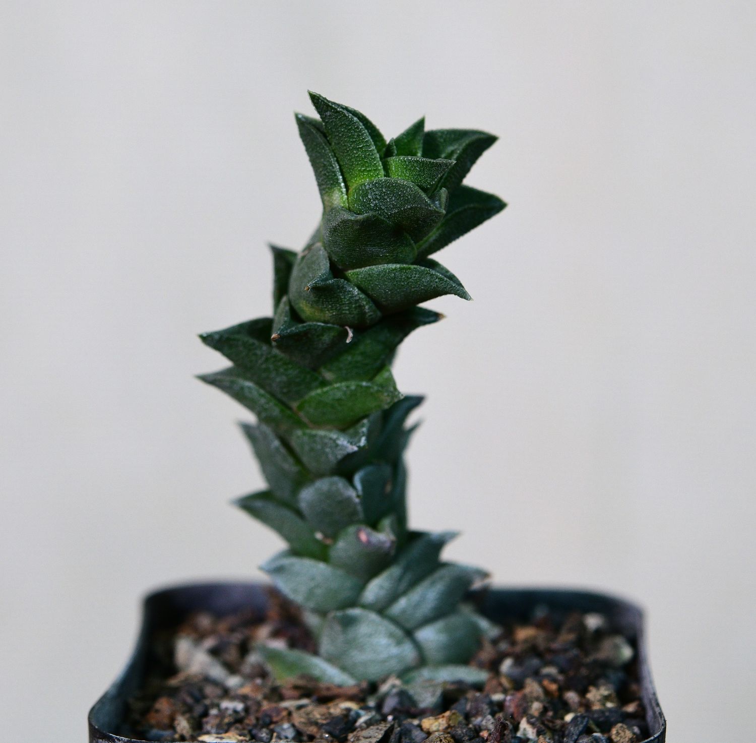 Haworthia viscosa spiral front view