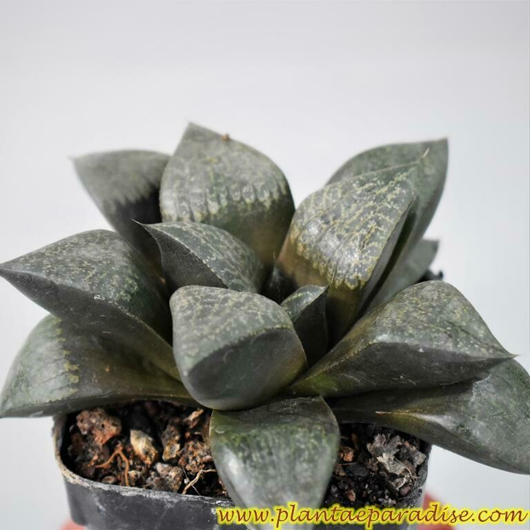 Haworthia emelyae var. comptoniana Haworthia emelyae var. comptoniana top-down view