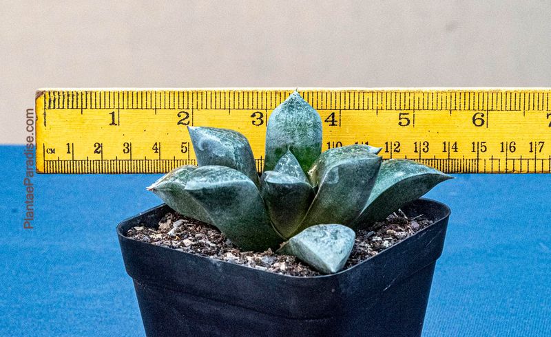 Haworthia emelyae var. comptoniana with ruler for size reference