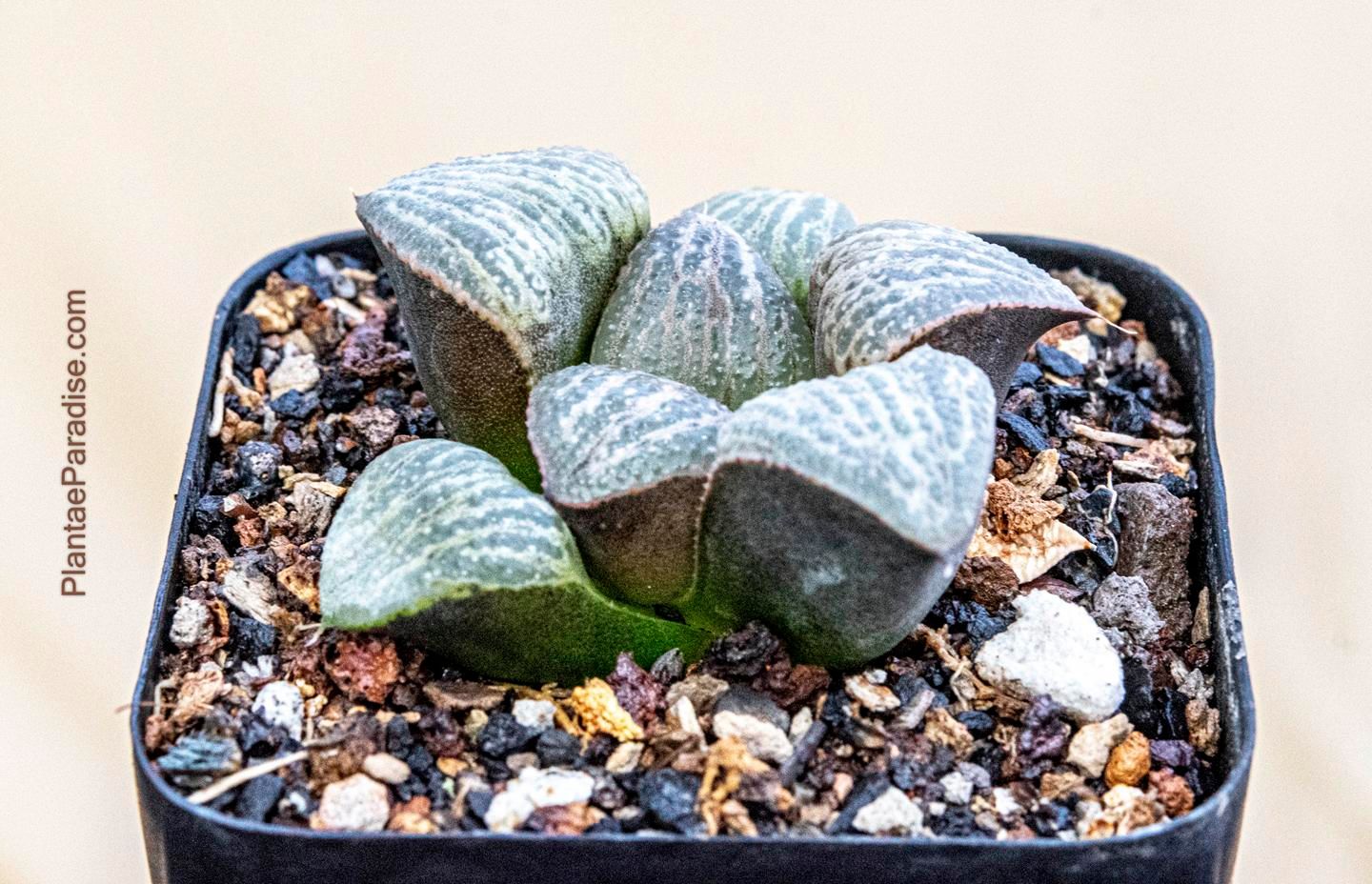 Haworthia splendens top-down view