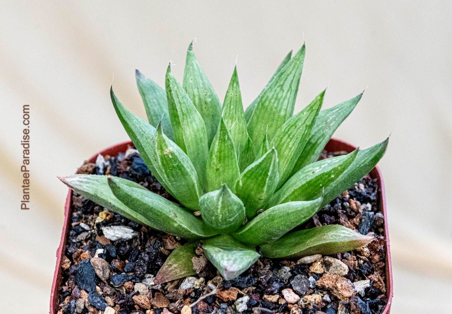 Haworthia marumiana Var.  batesiana
