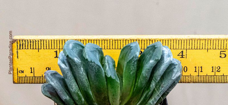 Haworthia asperula X truncata 'Green Rose' with ruler for size reference