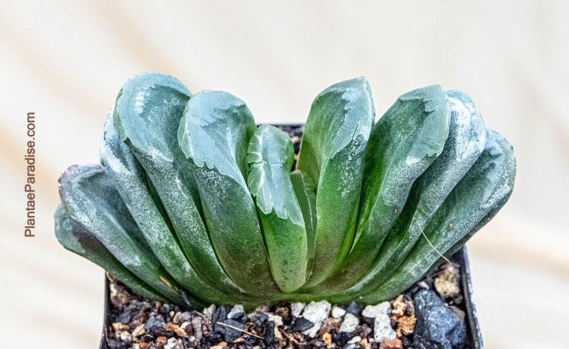 Haworthia asperula X truncata 'Green Rose' Haworthia asperula X truncata 'Green Rose' front view