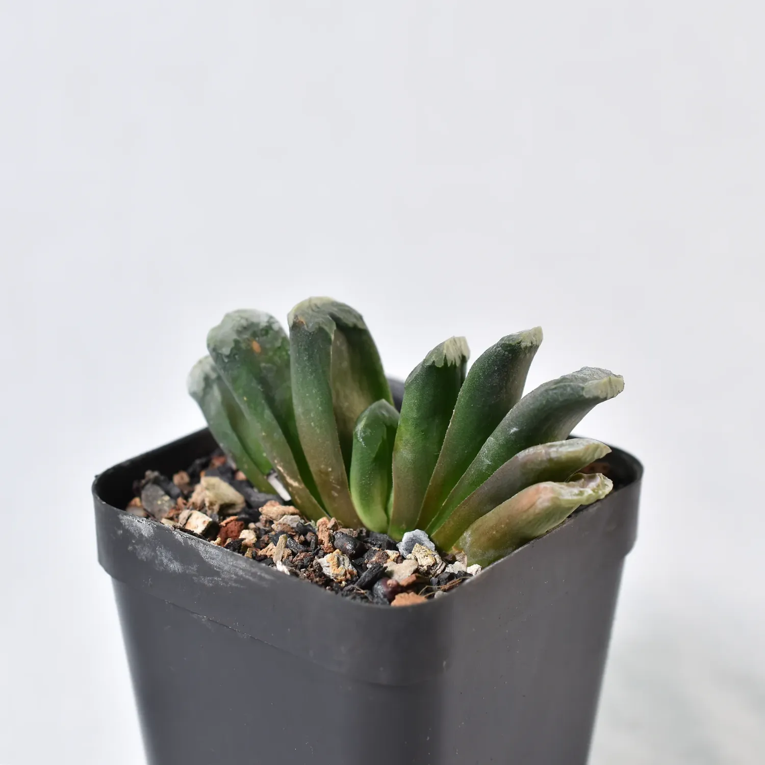 Haworthia truncata