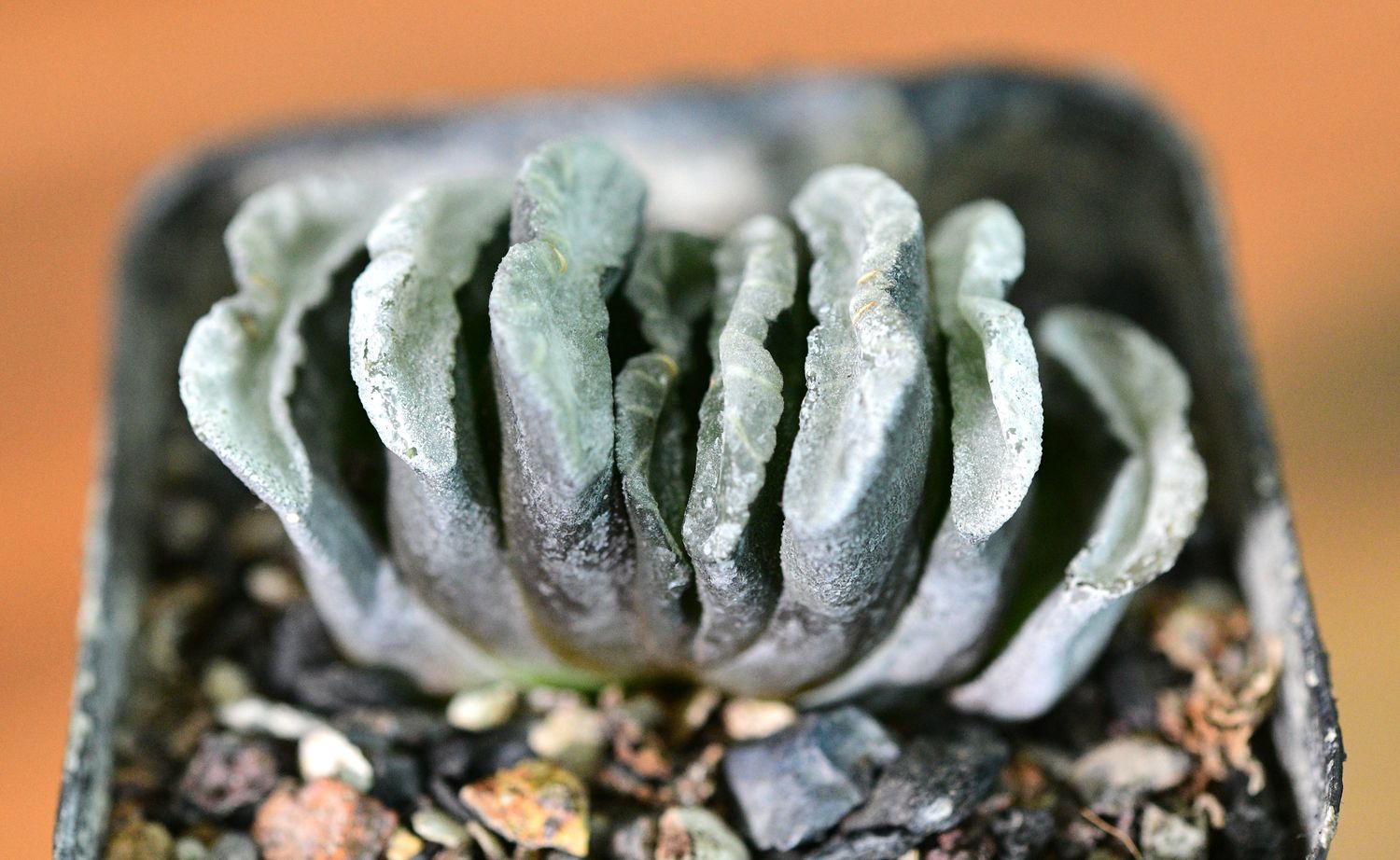 Haworthia truncata 'Silver Ribbon' top-down view