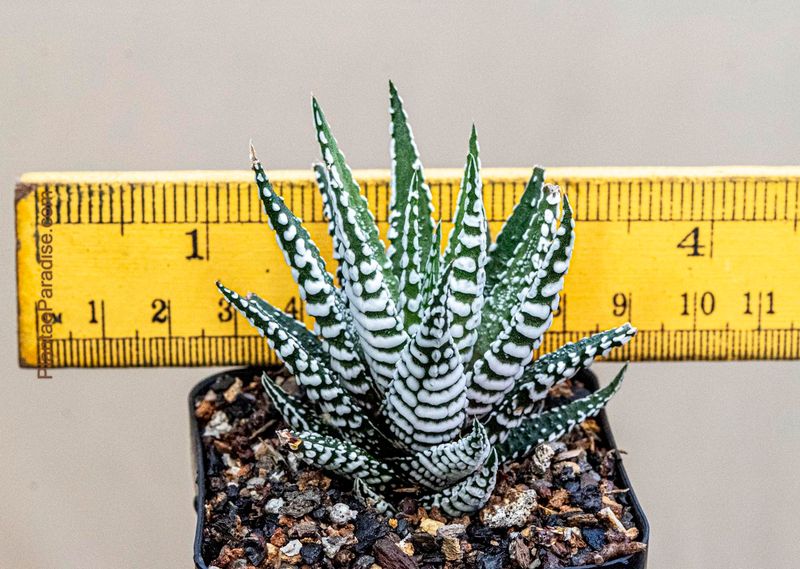 Haworthia attenuata cv Super wide zebra
