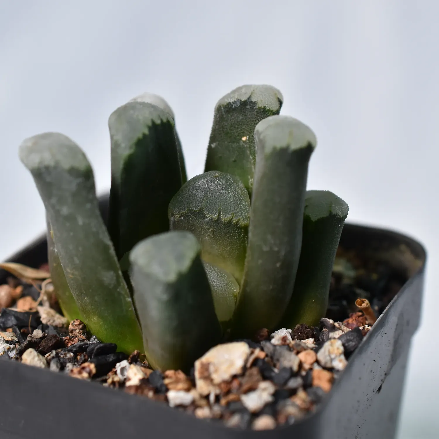 Haworthia truncata var maughanii hybrid