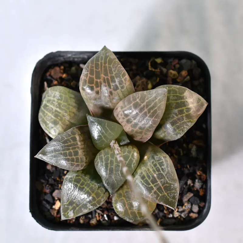 Haworthia bayerii hybrid