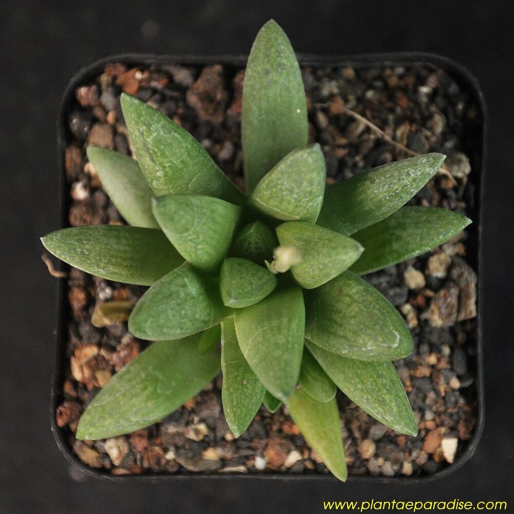 Haworthia turgida var suberecta top-down view