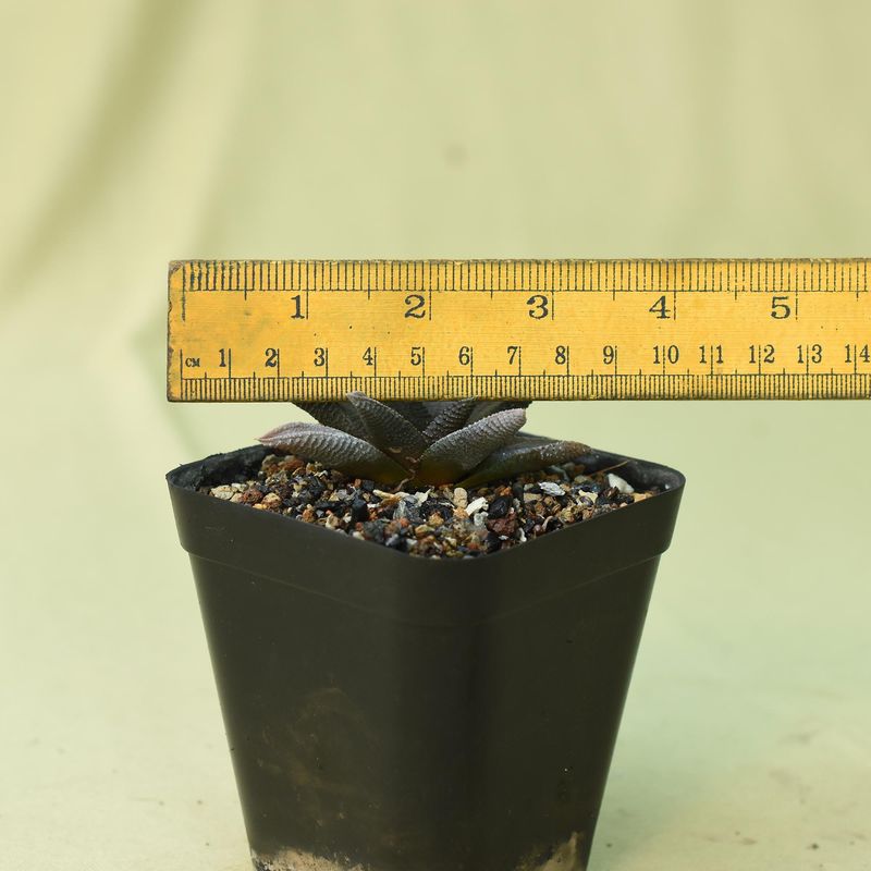 Haworthia koelmaniorum