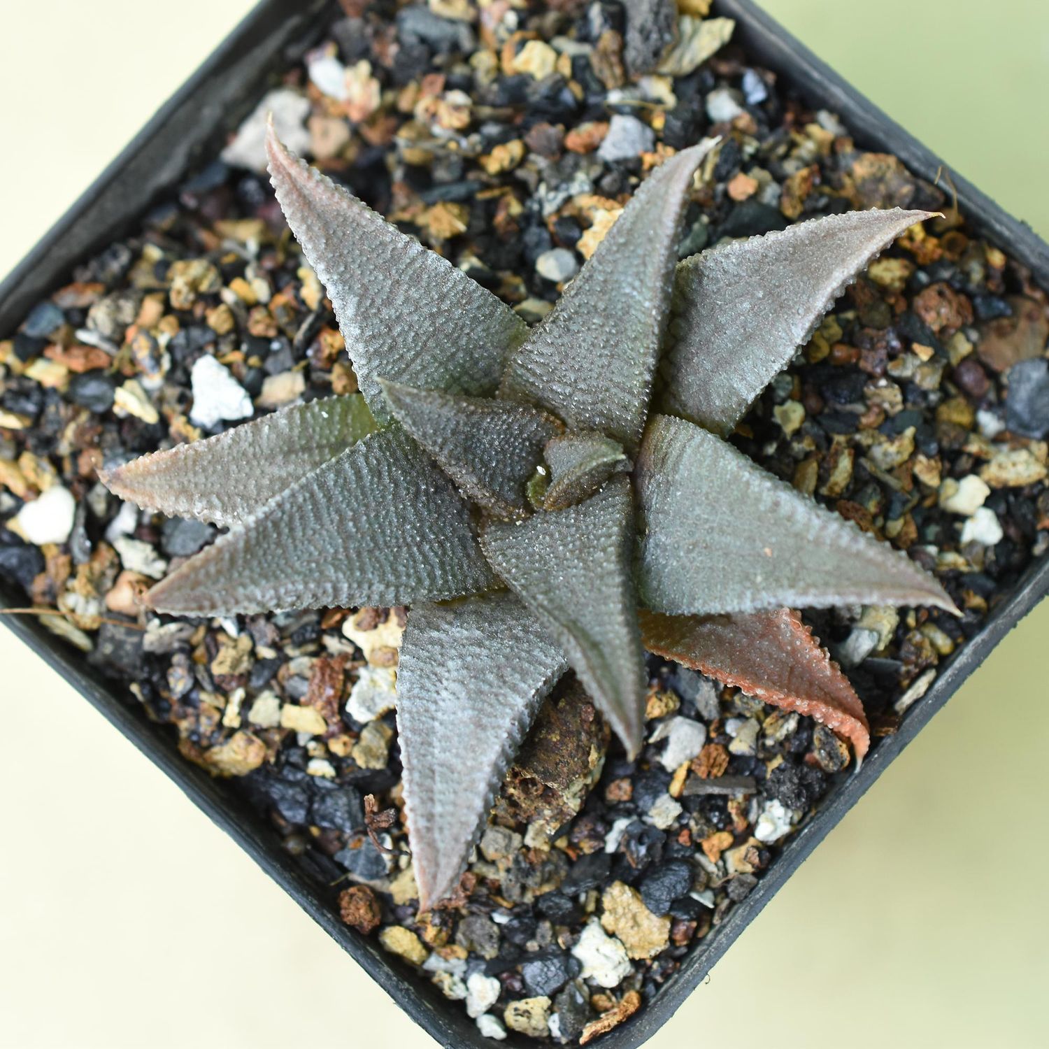 Haworthia koelmaniorum