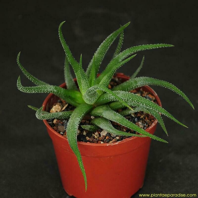 Haworthia fasciata cv concolor