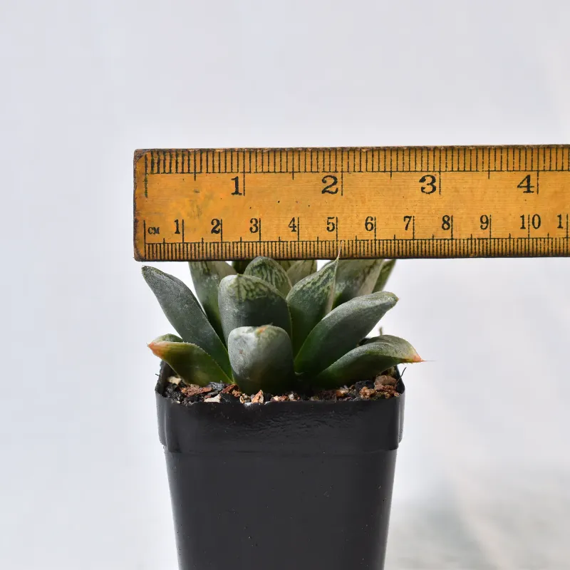 Haworthia