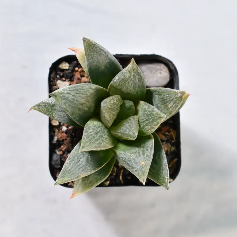 Haworthia