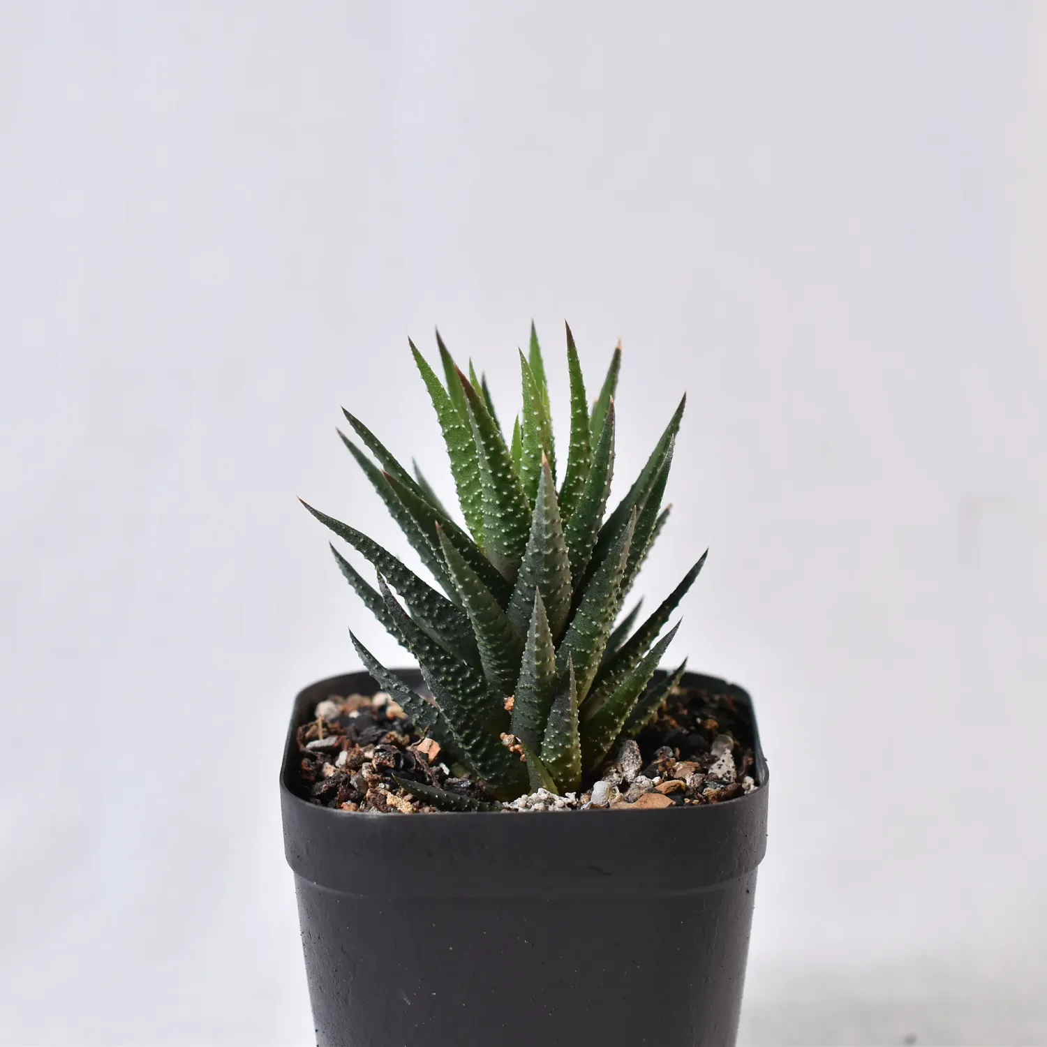 Haworthia reinwardtii ( Zebra Wart) Haworthia reinwardtii ( Zebra Wart)