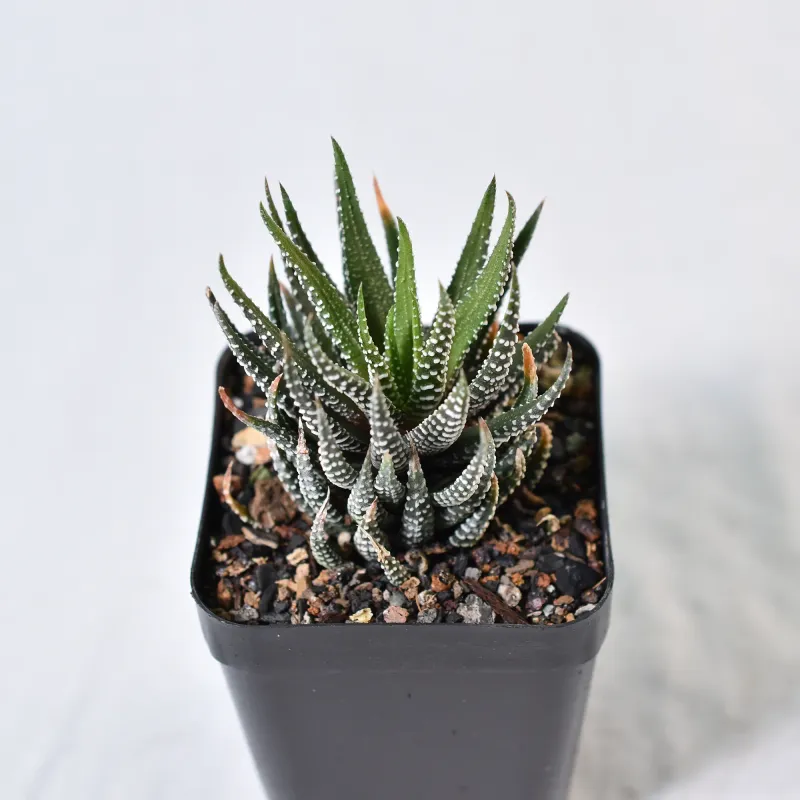 Haworthia attenuata