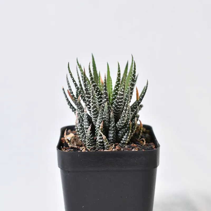 Haworthia attenuata
