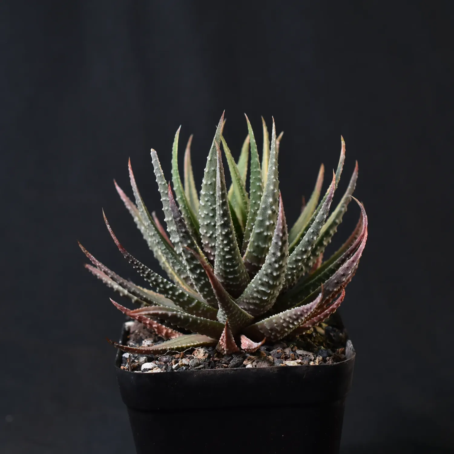 Haworthia pumilla variegated