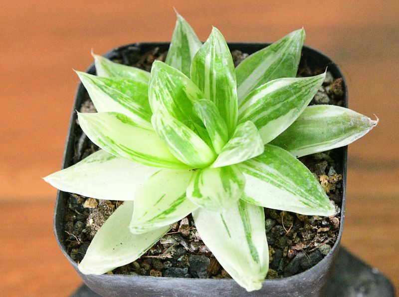 Haworthia cymbiformis variegated Haworthia cymbiformis variegated top-down view