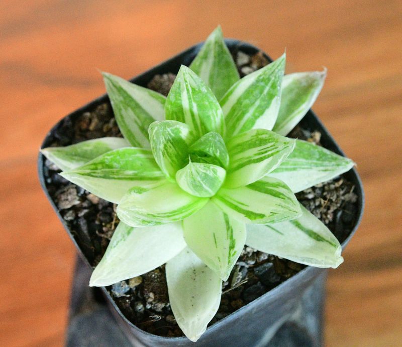 Haworthia cymbiformis variegated angled side view