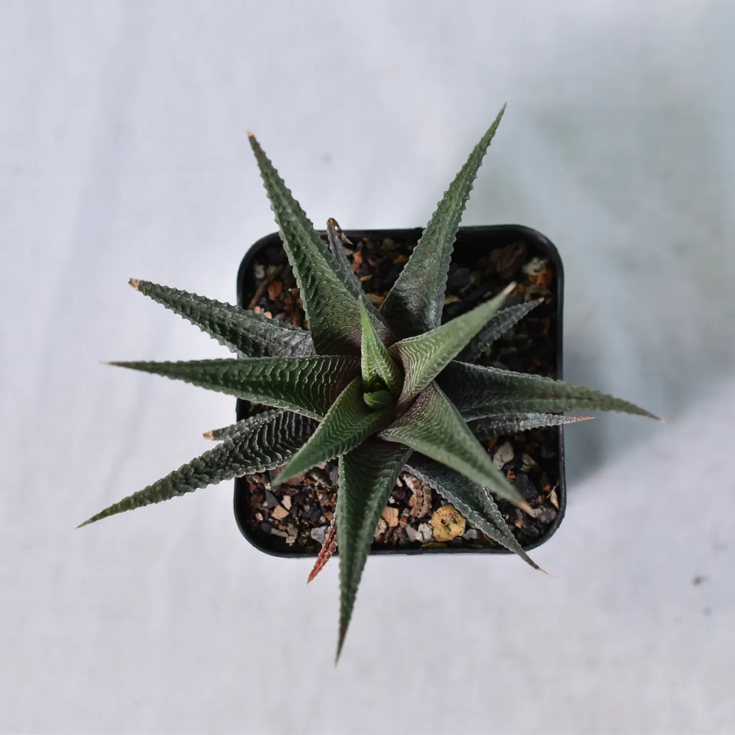 Haworthia limifolia (long leaf form) Haworthia limifolia (long leaf form)