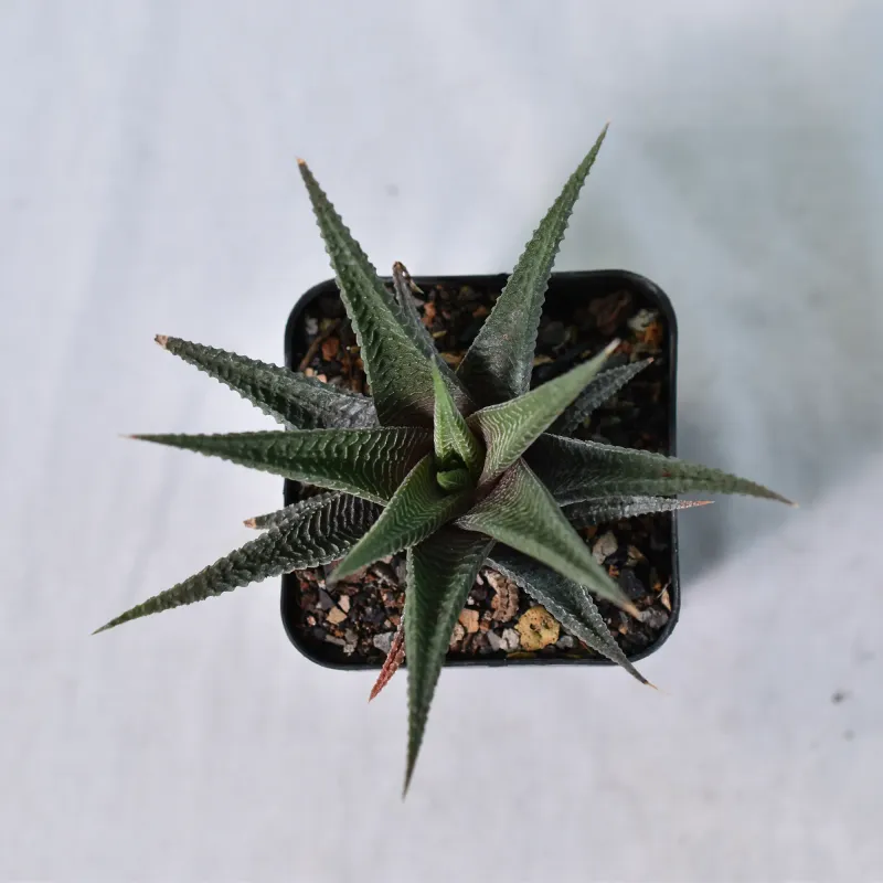 Haworthia limifolia (long leaf form) Haworthia limifolia (long leaf form)