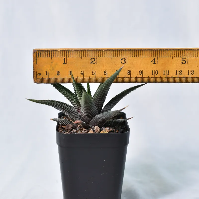 Haworthia limifolia (long leaf form)