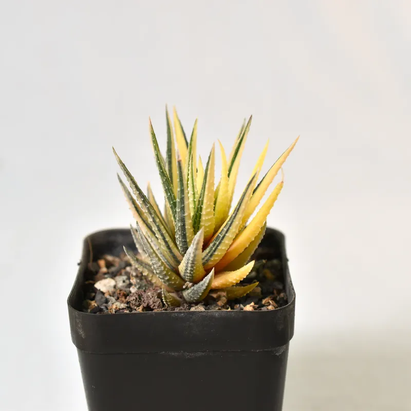Haworthia fasciata variegated