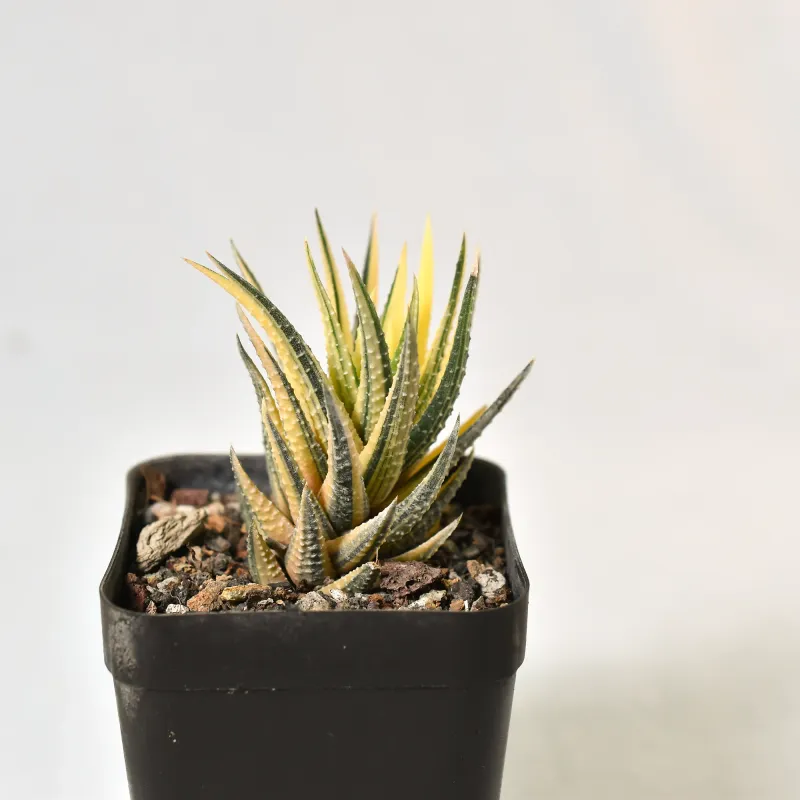 Haworthia fasciata variegated
