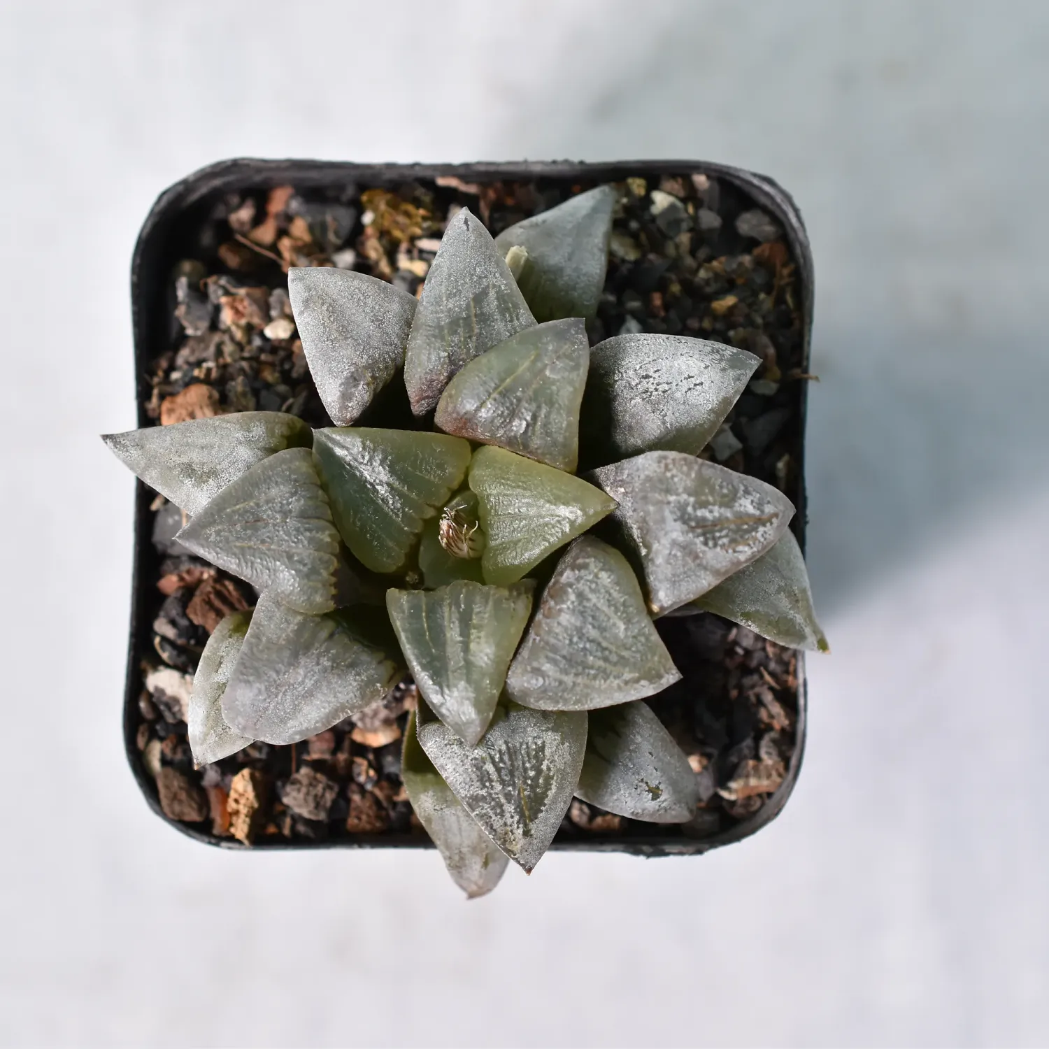 Haworthia magnifica v. atrofusca